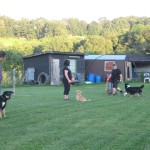Familienhundekurs